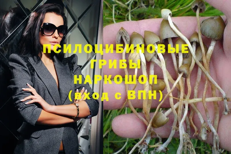 где найти наркотики  Кемь  Псилоцибиновые грибы Psilocybine cubensis 